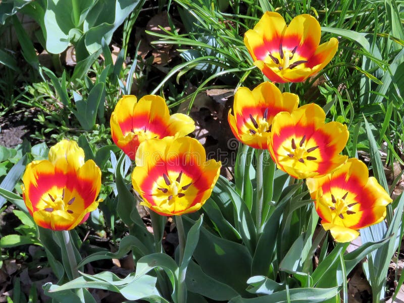 Toronto Tulip stock image. Image of bulb, gardens, gold 88600835