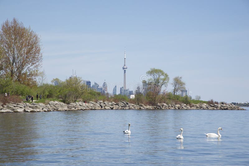 Toronto Skyline and swans swimming on Ontario Lake royalty free stock photography Toronto Skyline and swans swimming on Ontario Lake royalty free stock photography