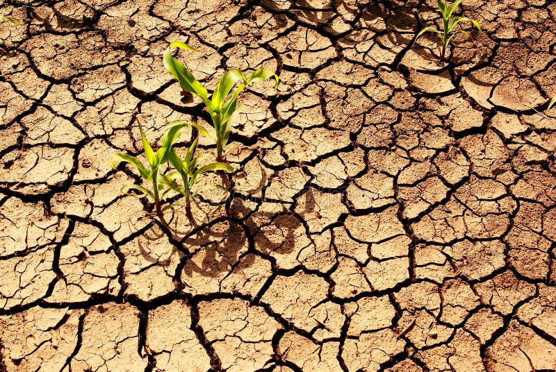 Dehydrated earth or farmland with corn plant struggling for life in dry cracked earth. Environmental background, agriculture. Dehydrated earth or farmland with corn plant struggling for life in dry cracked earth. Environmental background, agriculture.