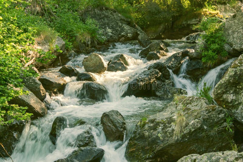 Torrente montano nella foresta fotografia stock Torrente montano nella foresta fotografia stock