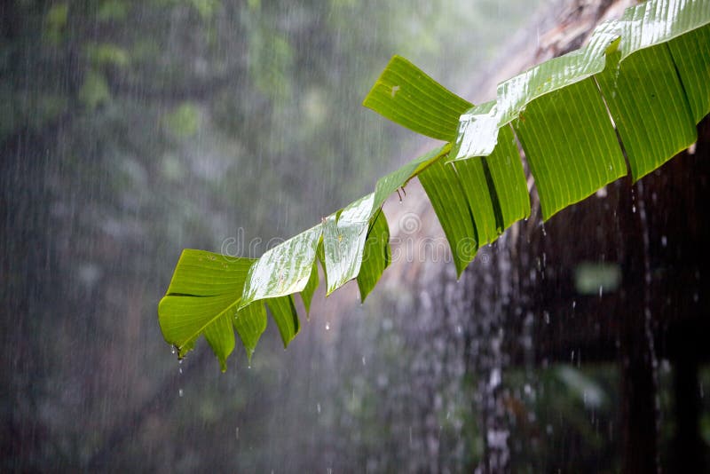 Torrential tropiskt för regnrainfores