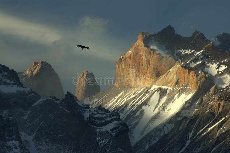 torres Чили кондора del paine стоковое фото torres Чили кондора del paine стоковое фото