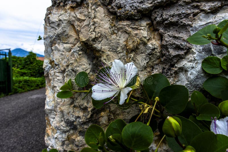 close up of Capparis spinosa with background of fields and blue sky on Lake Garda in Torri Del Benaco Verona Veneto Italy. close up of Capparis spinosa with background of fields and blue sky on Lake Garda in Torri Del Benaco Verona Veneto Italy