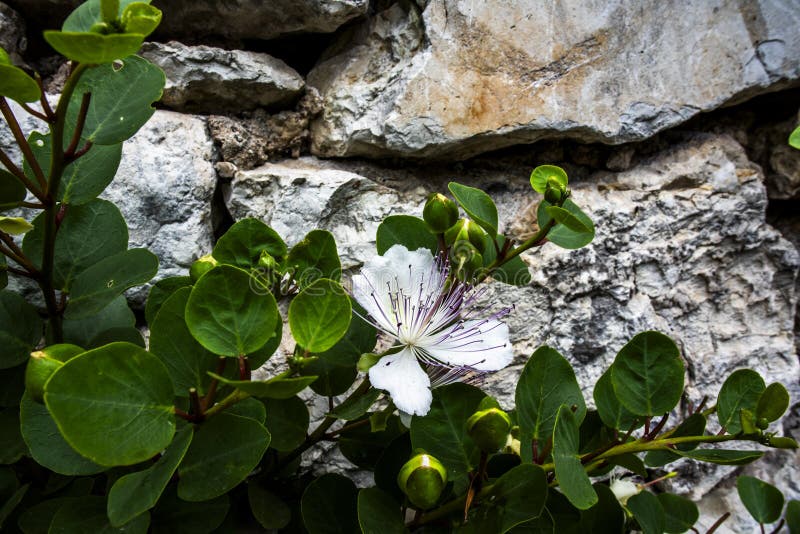 close up of Capparis spinosa with background of fields and blue sky on Lake Garda in Torri Del Benaco Verona Veneto Italy. close up of Capparis spinosa with background of fields and blue sky on Lake Garda in Torri Del Benaco Verona Veneto Italy