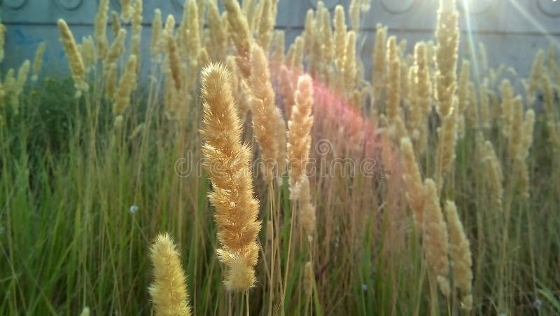 Torrt sädes- ogräs i solen Närbild av fluffiga gula spikelets i en solig gloria mot en grå vägg fotografering för bildbyråer Torrt sädes- ogräs i solen Närbild av fluffiga gula spikelets i en solig gloria mot en grå vägg fotografering för bildbyråer