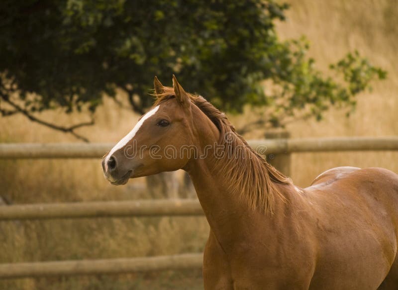 Torso do cavalo foto de stock Torso do cavalo foto de stock