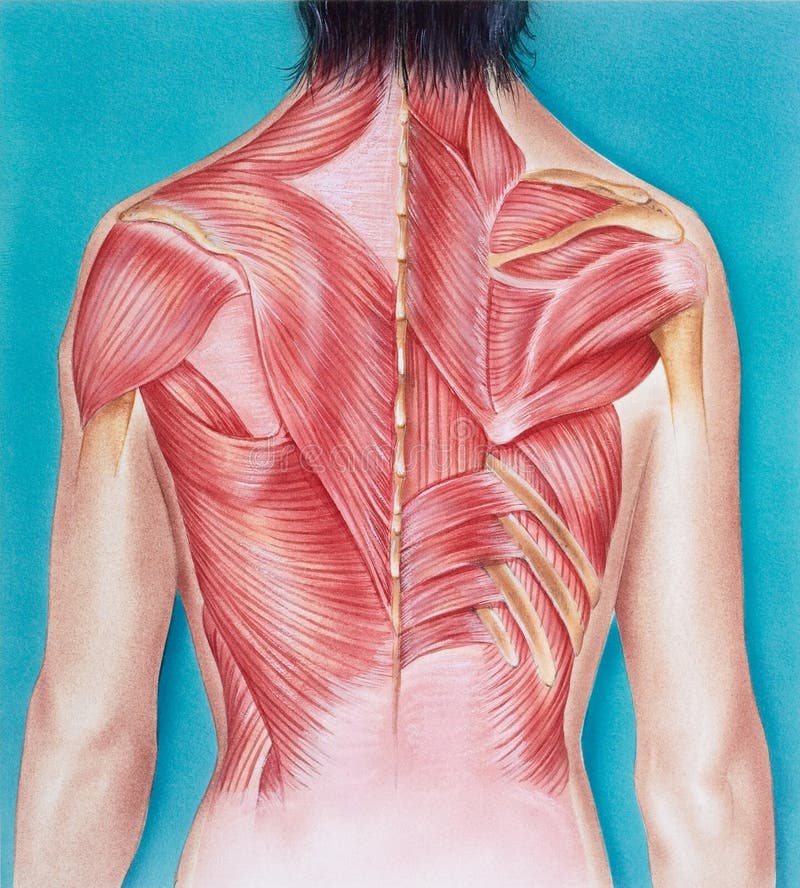 Torso - Female, Musculature Frontal View Stock Illustration - Illustration  of oblique, dorsi: 82092052