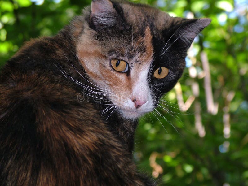 Tortie foto de stock Tortie foto de stock