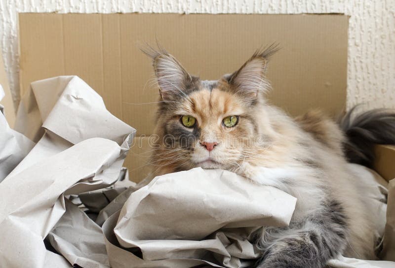 Tortie bleu tigré avec le chat blanc de Maine Coon s'étendant dans un Cardboar image stock Tortie bleu tigré avec le chat blanc de Maine Coon s'étendant dans un Cardboar image stock