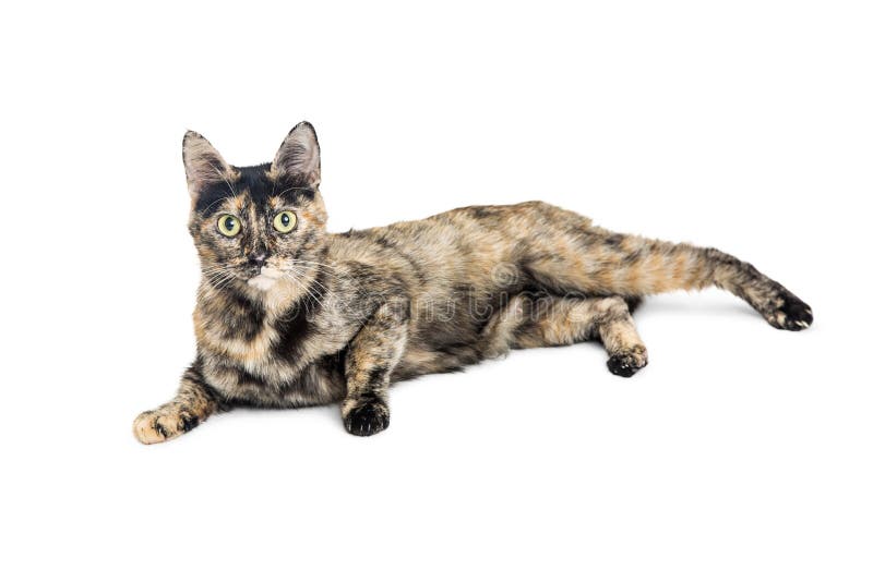 Tortie bonito Cat Lying no branco fotos de stock Tortie bonito Cat Lying no branco fotos de stock