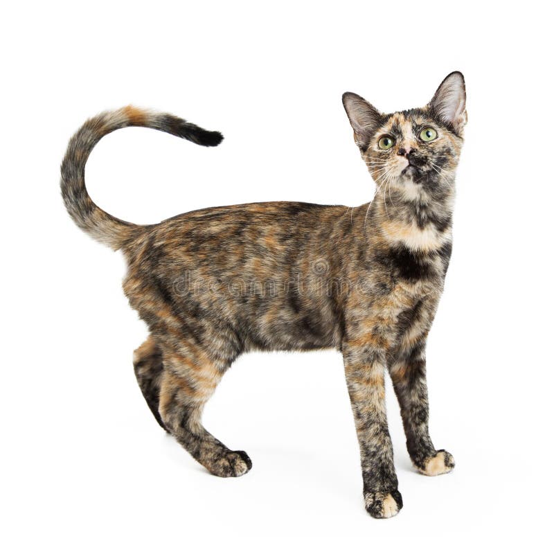 Tortie Cat With Curled Tail On White Stock Photo - Image ...