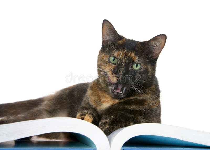 3,934 Cat Reading Stock Photos - Free & Royalty-Free Stock Photos from  Dreamstime