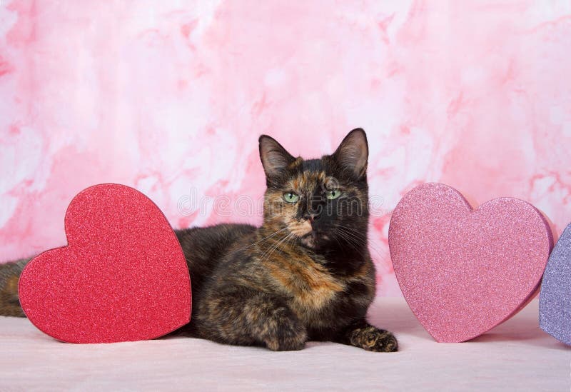 Tortie Tabby z walentynki ` s tematu ` d boksuje zdjęcie stock Tortie Tabby z walentynki ` s tematu ` d boksuje zdjęcie stock
