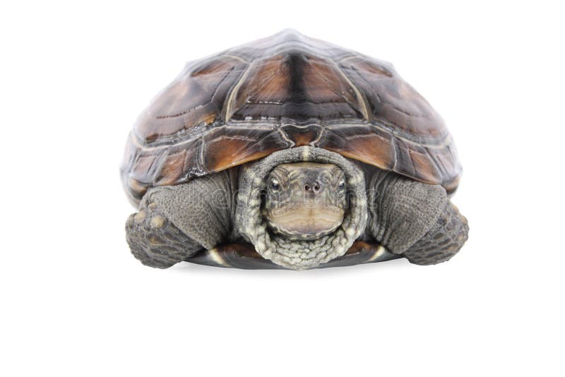 Tortoise stock photo. Image of endurance, boredom, young 16821474
