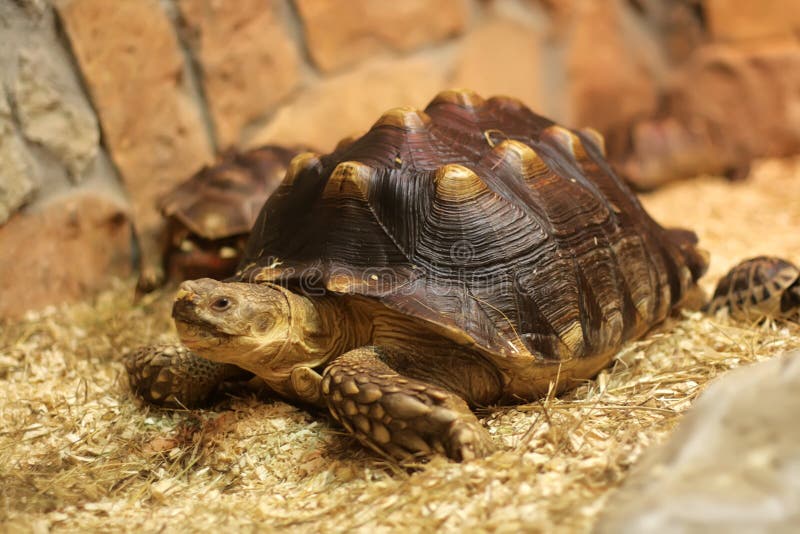 Tortoise