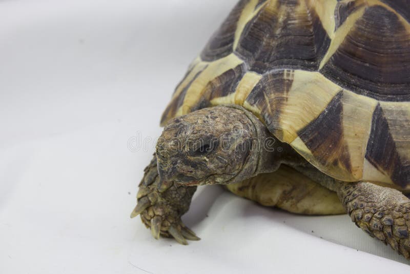 tortoise zdjęcia stock tortoise zdjęcia stock