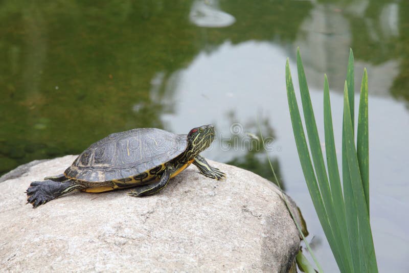 Tortoise basking on a stone