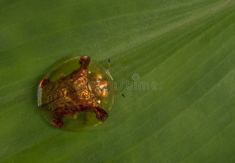 Tortoise Beetle, Lonavala, Maharashtra, Indie zdjęcie stock Tortoise Beetle, Lonavala, Maharashtra, Indie zdjęcie stock