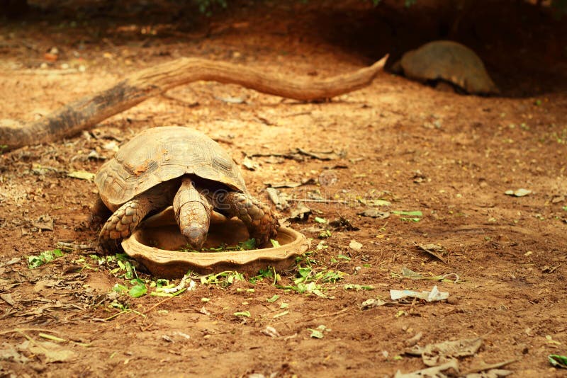 Tortoise Eat Plants for Food in the Wild. Stock Photo Image of brown
