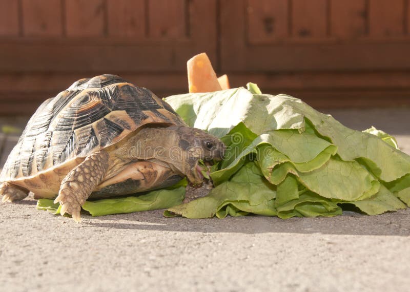 Tortoise eats lettuce