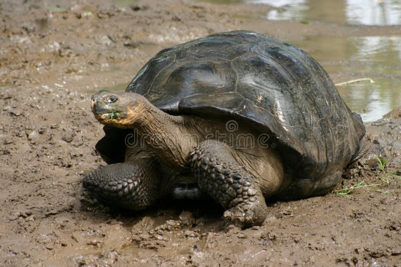 Tortoise in galapagos islands