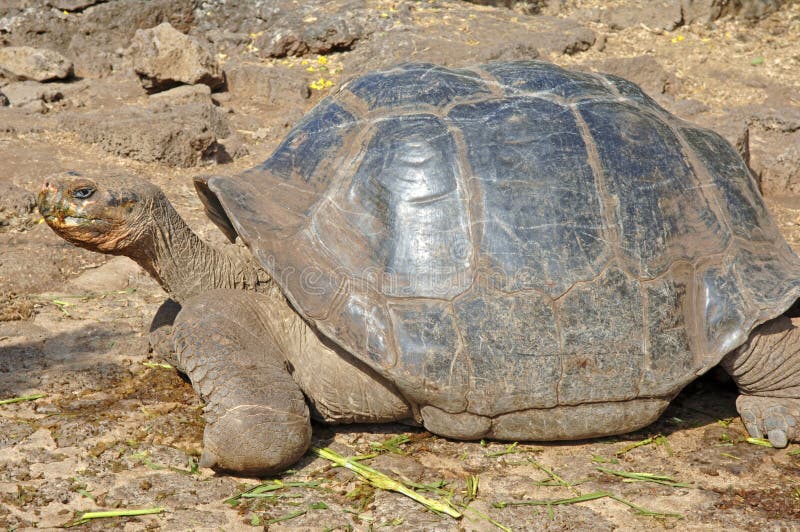 Tortoise , Galapagos Islands, Ecuador stock image
