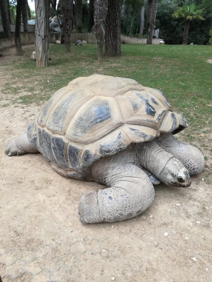 Tortoise gigante fotografia stock libera da diritti Tortoise gigante fotografia stock libera da diritti