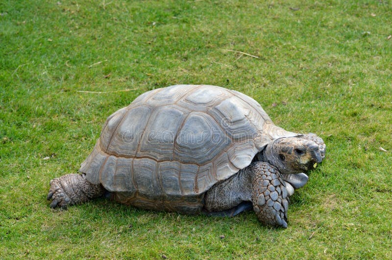 Tortoise on grass royalty free stock images