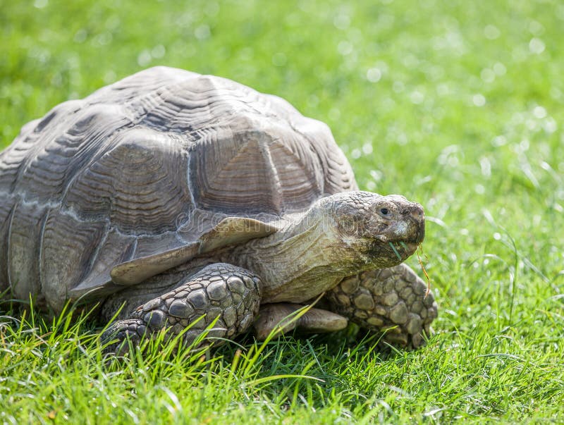 Tortoise on grass stock photo