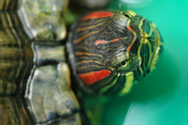 Tortoise Red-eared Sliders stock photography