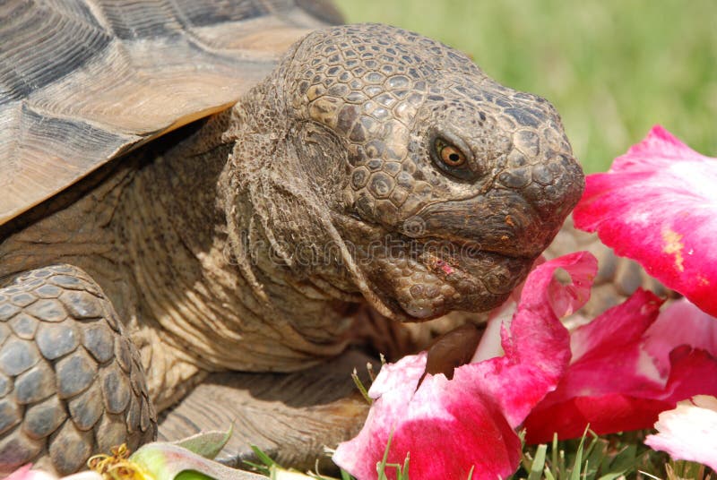 Tortoise With Rose Petals Picture. Image 2528777