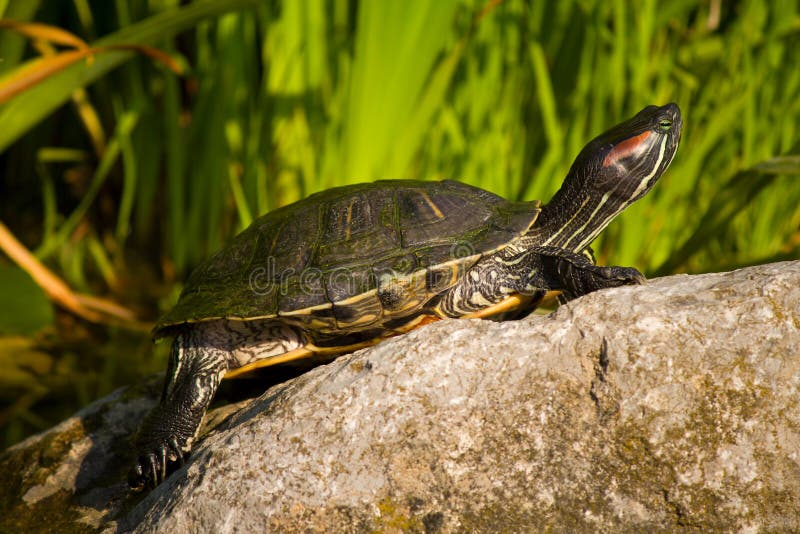 Tortoise sitting on stone