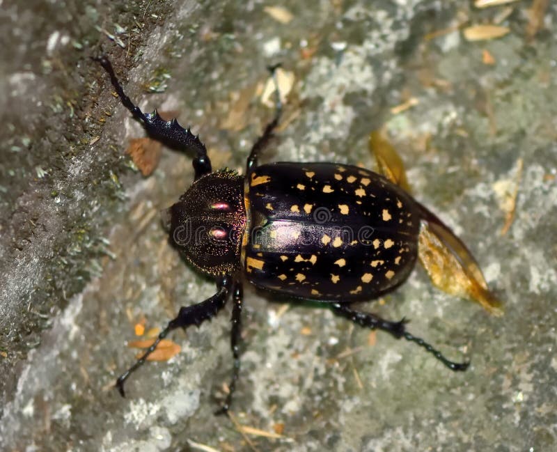 Cheirotonus Formosanus Stock Photos - Free & Royalty-Free Stock