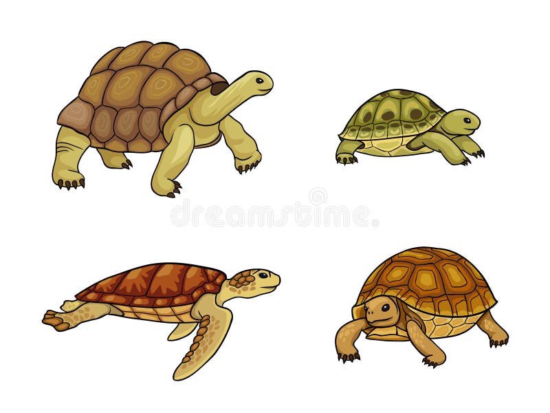 Tortoise and turtle - vector illustration stock illustration