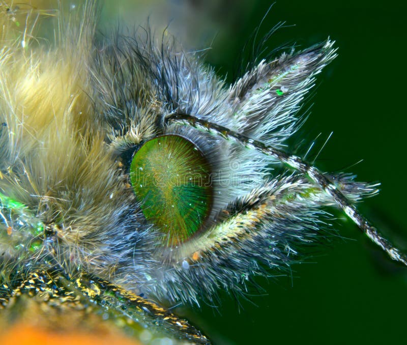 Tortoiseshell Butterfly stock photo. Image of zoology 33969594