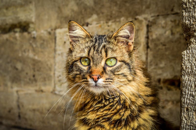 Tortoiseshell Cat Staring at Me Stock Image Image of face, domestic
