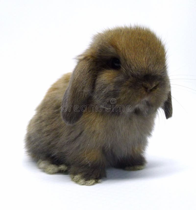 Cute holland Lop Rabbit baby