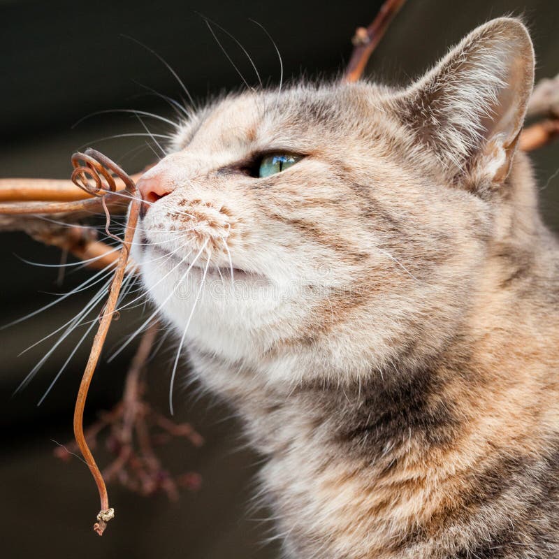 Tortoiseshell Tabby Cat Smelling a Grape Vine Branch Stock Photo