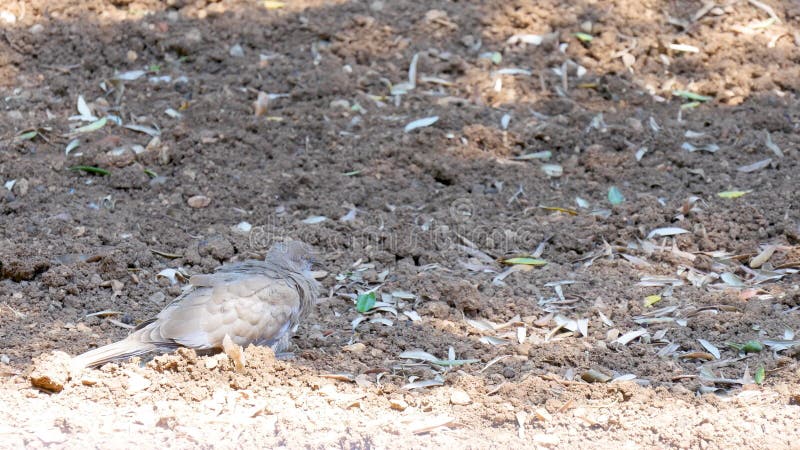 Tortora cortina eurasiana in piedi e dorme per terra.