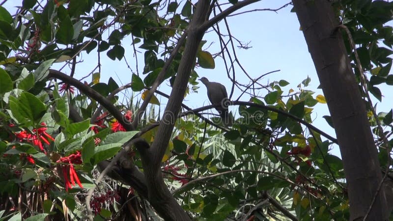 Tortora dal collare orientale euroasiatica appollaiata sull'albero