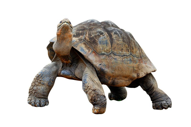 tortue images stock tortue images stock