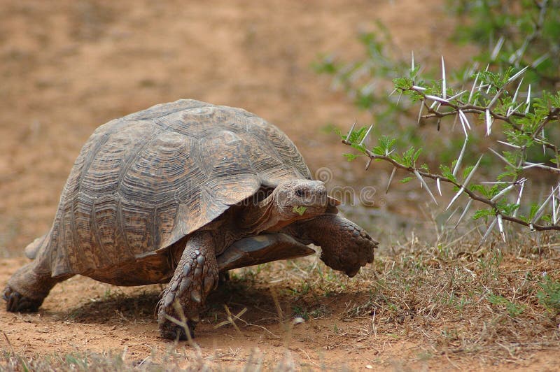 Tortue Tortue