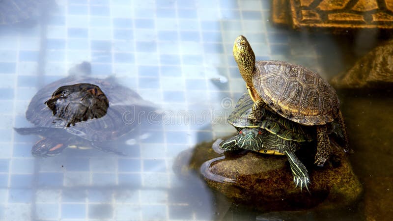 https://thumbs.dreamstime.com/b/tortue-aquatique-d-eau-de-reptiles-dans-un-bassin-animal-une-vid%C3%A9o-piscine-185827312.jpg