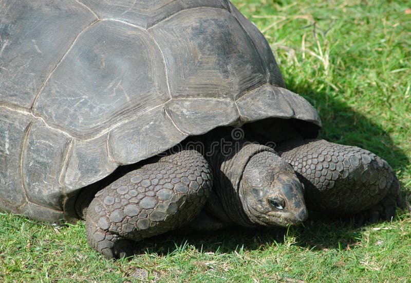 A aldabra tortoise munches away on grass. Scientific name is geochelone gigantia. Originally from the islands of the Aldabra Atoll in the Seychelles. A aldabra tortoise munches away on grass. Scientific name is geochelone gigantia. Originally from the islands of the Aldabra Atoll in the Seychelles.