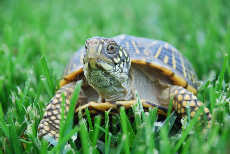 Box Turtle on the grass. Box Turtle on the grass