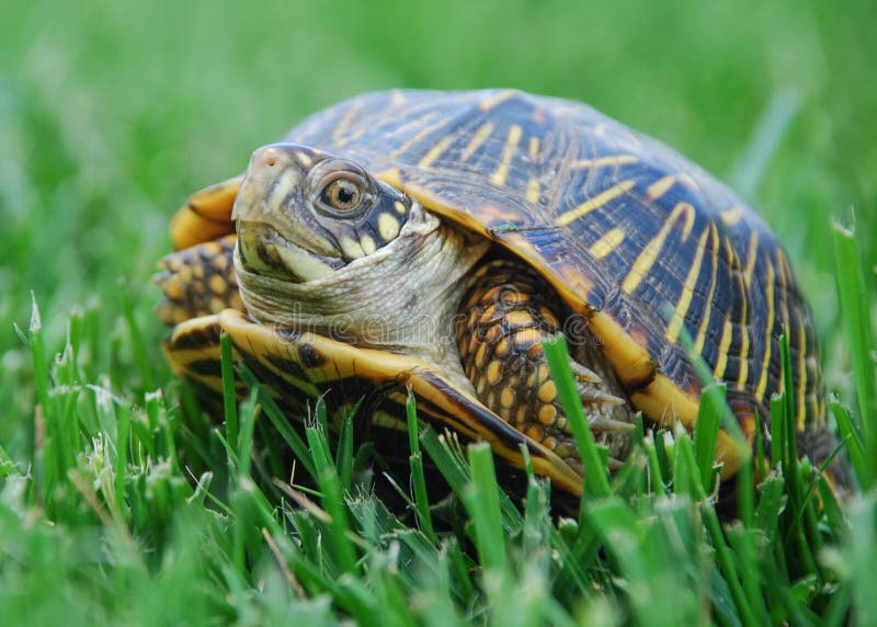 Box Turtle on the grass. Box Turtle on the grass
