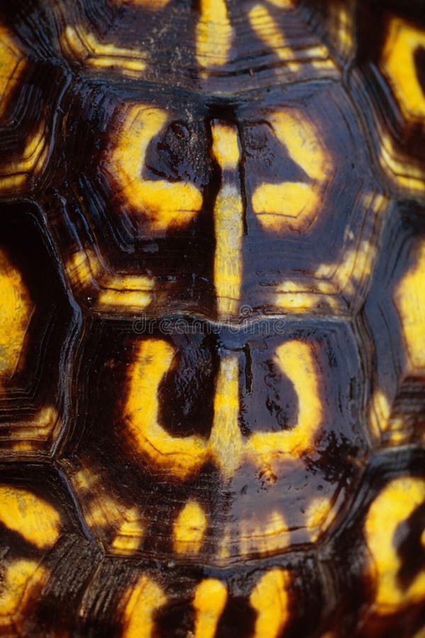 Detail of an Eastern Box Turtle shell. Detail of an Eastern Box Turtle shell