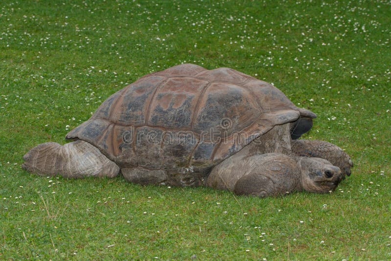 Tortue de Galapagos de géant sur l'herbe Plan rapproché photographie stock libre de droits Tortue de Galapagos de géant sur l'herbe Plan rapproché photographie stock libre de droits