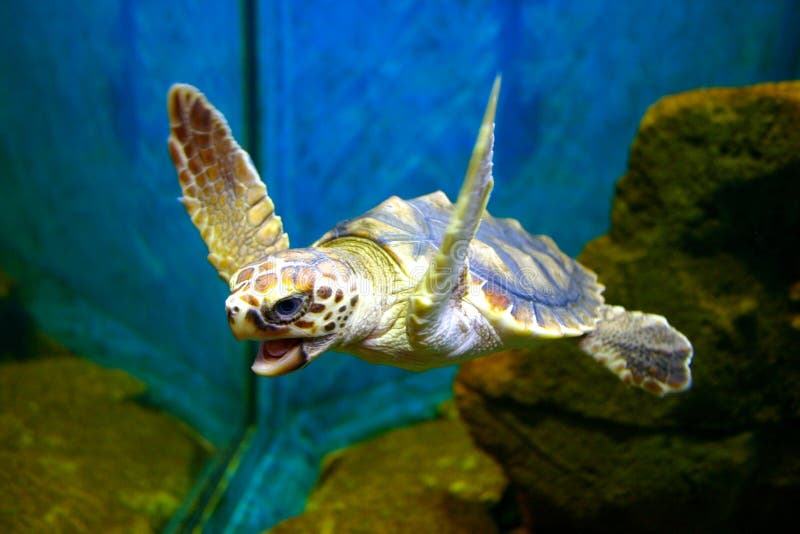 Tortue de Hawksbill Tortue de Hawksbill