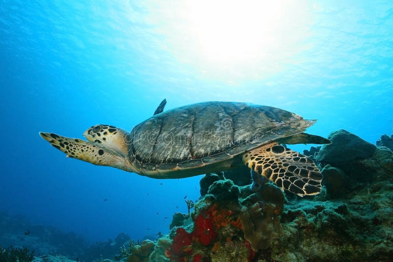 Tortue de Hawksbill (imbriocota d'Eretmochelys) dans Cozu image stock Tortue de Hawksbill (imbriocota d'Eretmochelys) dans Cozu image stock